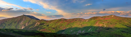 Preview: Pink Rose Rhododendron Flowers On Summer Sunrise Mountain Slope. Carpathians Panorama, Chornohora