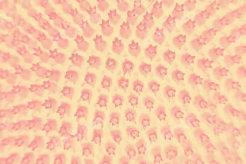 Preview: Abstract, Colorful And Funky Background Done In Macro Mode