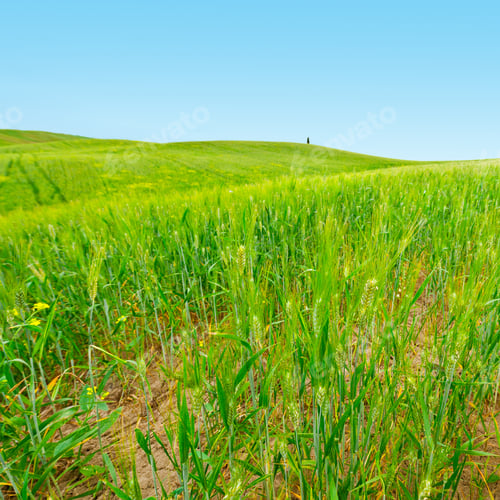 Preview: Wheat Fields On The Green Sloping Hills Of Tuscany