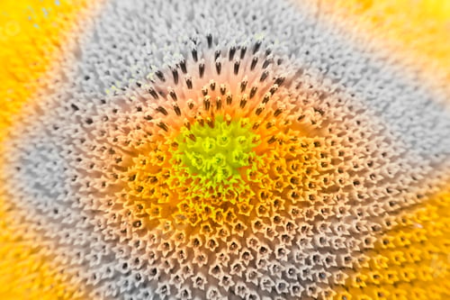 Preview: Abstract And Funky Background Done In Macro Mode