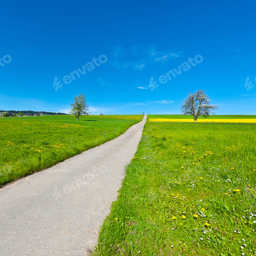 Preview: Grazing Cows And Flowering Trees Surrounded By Sloping Meadows, Switzerland