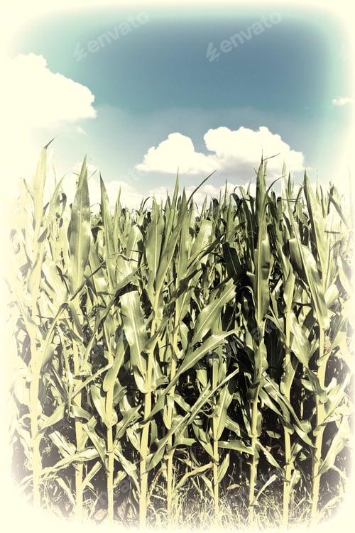 Preview: Plantation Of Corn In Southern Bavaria, Germany, Retro Image Filtered Style