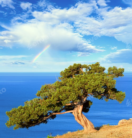 Preview: Rainbow In Blue Cloudy Sky Above Summer Juniper Tree On Rock And Sea ("Novyj Svit" Reserve, Crimea