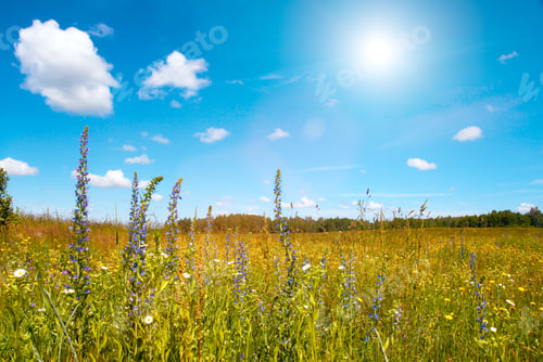 Preview: Summer Meadow With Blossoming Wildflowers.