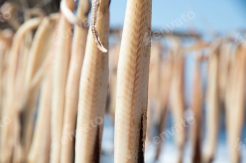Preview: Hanging Fishes In Denia Alicante Province Spain