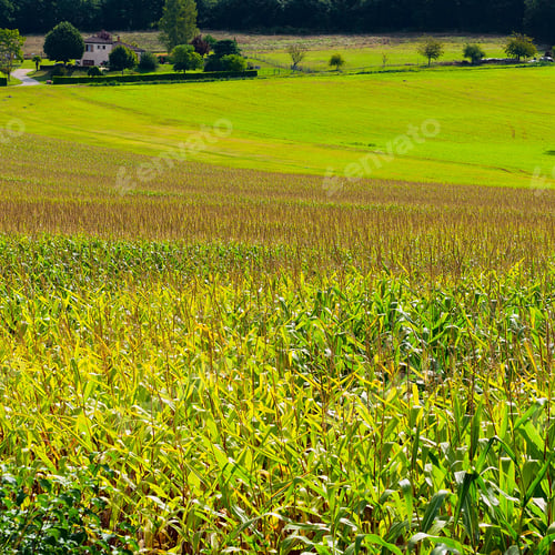 Preview: Plantation Of Corn In The French Limousen