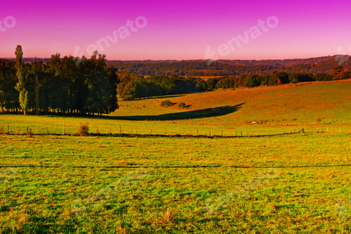 Preview: Cows Grazing On Alpine Meadows In France At Sunrise