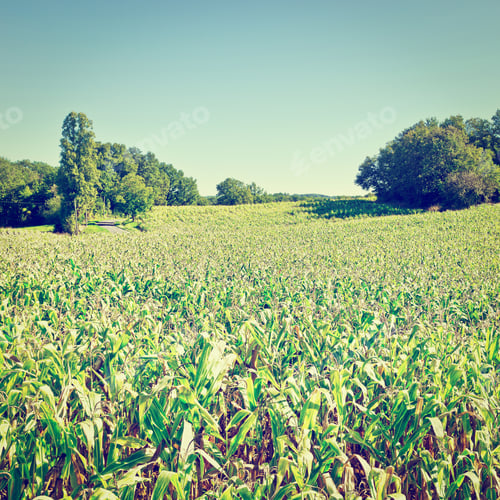 Preview: Plantation Of Corn In The French Limousen, Instagram Effect