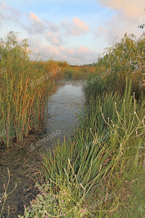 Preview: Rice Fields,Albufera Nature Reserve,Valencia,Spain