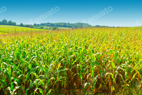 Preview: Plantation Of Corn In The French Limousen