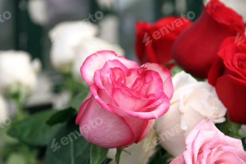 Preview: Roses Market Porto Portugal