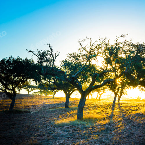 Preview: View Of The Typical Dry Landscape With Cork Trees In Portugal At Sunset.