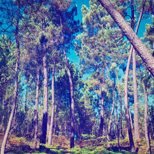 Preview: Forest And Ferns In Portugal, Instagram Effect