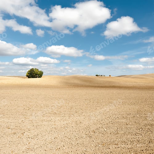 Preview: Tree On The Plowed Field In Spain