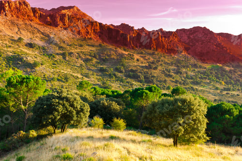 Preview: Coniferous Forest On The Background Of Mountains In Spain At Sunset