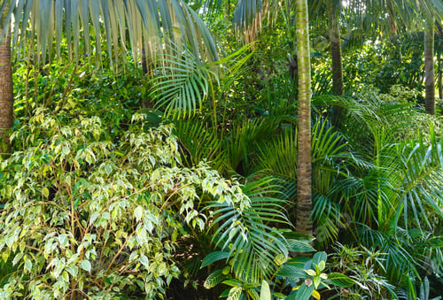 Preview: Beautiful Summer City Park Grove With Subtropical Plants