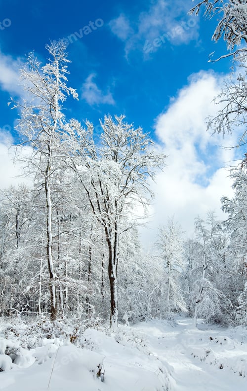 Preview: Snowbound Winter Earth Road Through Beautiful Mountain Snow Covered Forest