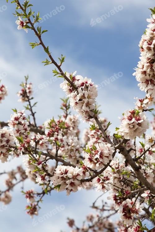 Preview: Spring Teruel Country Aragon Spain