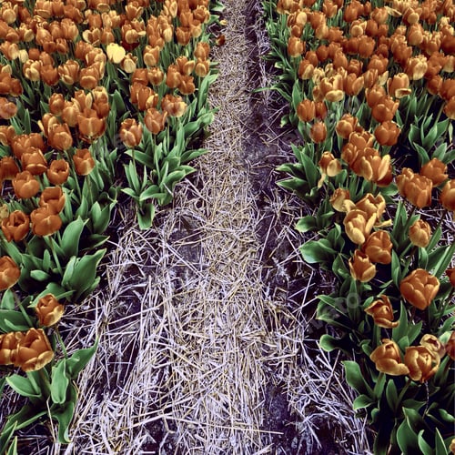 Preview: Dutch Tulips In The Field Ready For Harvest, Vintage Style Toned Picture