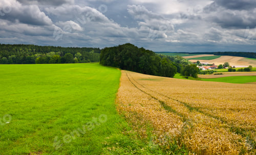 Preview: Wheat And Corn Fields In Bavaria, Germany
