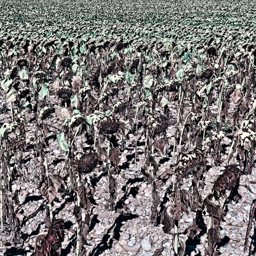 Preview: Wilted Sunflower Fields In France, Retro Image Filtered Style
