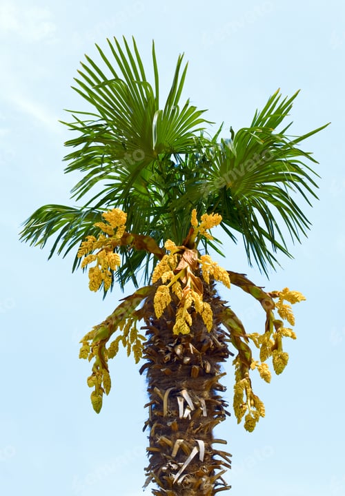 Preview: Part Of Blossoming Palm Tree Isolated On White Background