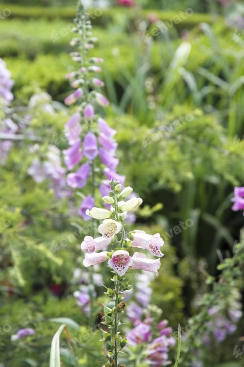 Preview: Ponta Do Sossiego Lookout Garden Sao Miguel Island Azores Portugal Flowers Detail