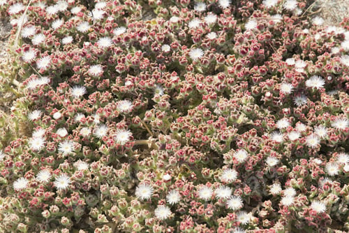 Preview: Wild Flowers Tabarca Island In Alicante Province Spain