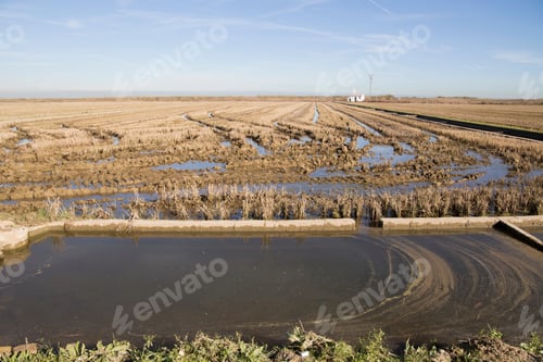 Preview: Albufera Nature Reserve Wetland And Rice Fields In Catarroja Valencia Spain