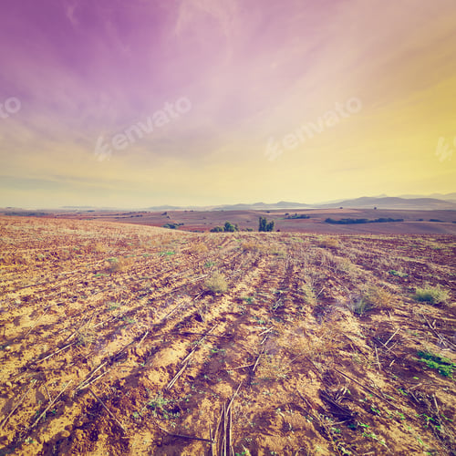 Preview: Cotton Field After Harvest At Sunset In Spain, Instagram Effect