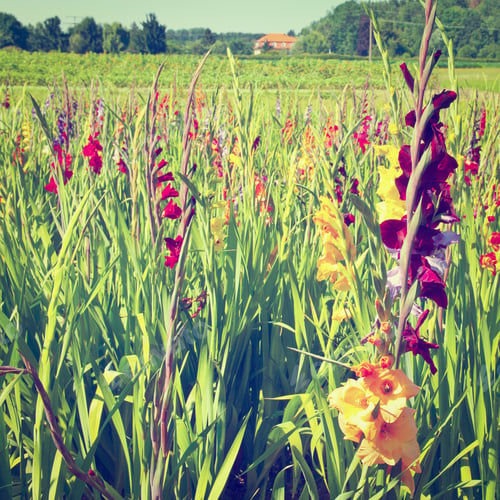 Preview: Plantation Of Gladioli In Bavaria, Germany, Instagram Effect