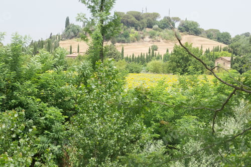 Preview: Sunflower Field In Buonconvento Tuscany Italy