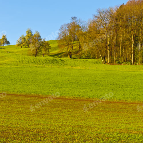 Preview: Swiss Landscape With Forests And Meadow Early In The Morning. Agriculture In Switzerland, Arable