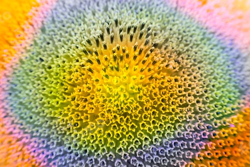 Preview: Abstract And Funky Background Done In Macro Mode