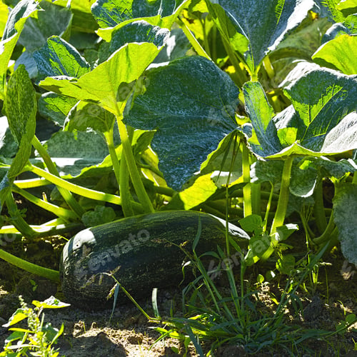 Preview: Squash In Vegetable Garden On A Personal Plot In The French Village