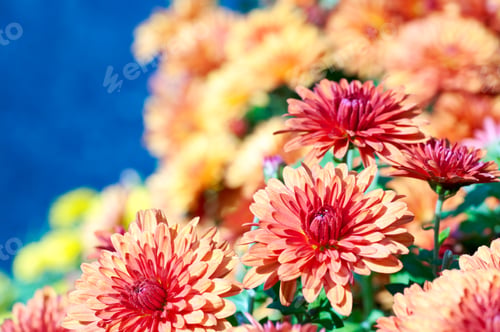 Preview: Beautiful Bordeaux Chrysanthemum Flower Autumn Vivid Background