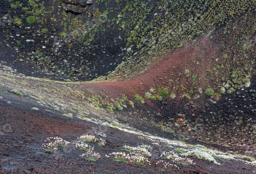 Preview: Flowers And Plants On Summer Etna Volcano Mountain Craters, Sicily, Italy.