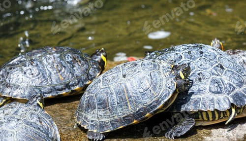 Preview: Group Of Turtles Resting Near The Water