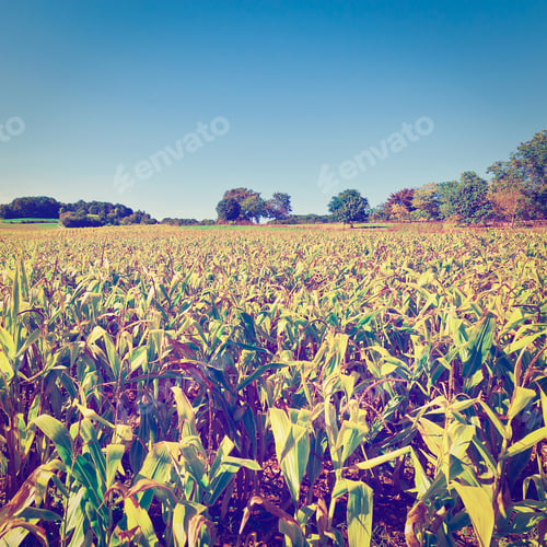 Preview: Plantation Of Corn In The French Limousen, Vintage Style Toned Picture