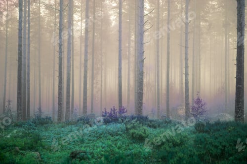 Preview: Dreamy And Colored Foggy Forest Tree Background. Fantasy Colored Woodland. Color Filter Effect Used.