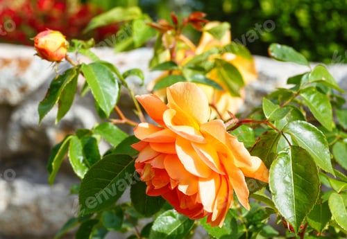 Preview: Spring Blossoming Bush Of Yellow Rose Flowers Closeup