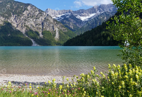 Preview: Plansee Summer Landscape With Snow On Mountainside And Flower In Front (Austria).