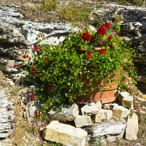 Preview: Alpine Garden With Beautiful Flowers In Sunlight. Landscaped Park With Flowerbed Between Stones In