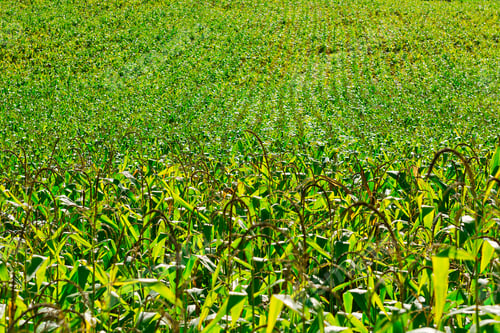 Preview: Plantation Of Corn In The French Limousen