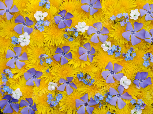 Preview: Surface With Yellow (Dandelion), Blue (Periwinkle And Forget-Me-Not) And White Flowers, (Four Shots