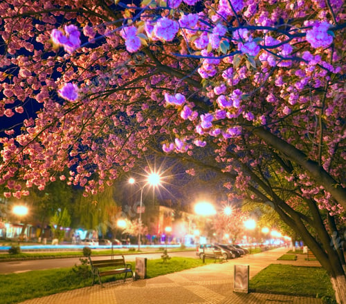 Preview: Night Urban View With Japanese Cherry Tree Blossom (Uzhgorod City, Ukraine). Some Zonal Blur