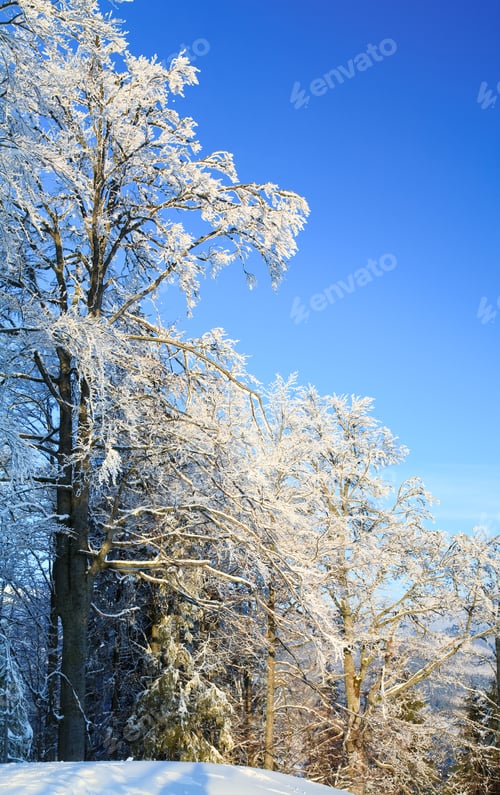 Preview: Winter Calm Mountain Landscape With Rime And Snow Covered Trees In Front