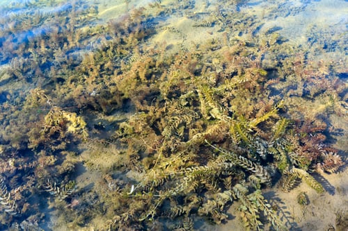 Preview: Picturesque Summer Background Lake Sandy Bottom With Algae. Concept Of Tranquil Country Life, Eco