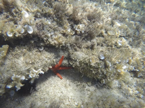 Preview: Starfish And Turquoise Water In Minorca Island Balearics Spain Underwater Image