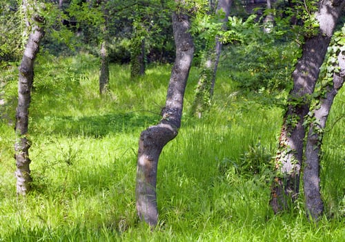 Preview: Sunny Green Spring Forest